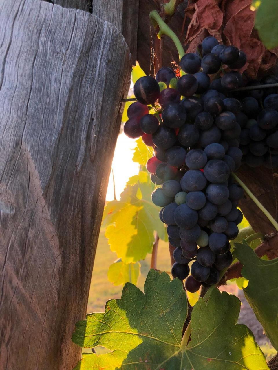 Emma'S Cottage Vineyard Lovedale Zewnętrze zdjęcie